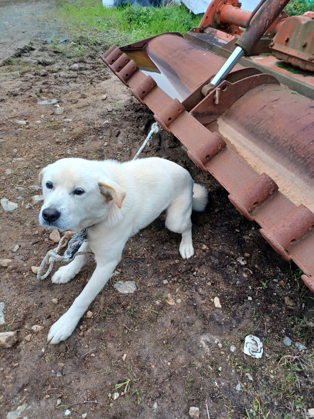 보호중 믹스견의 가…